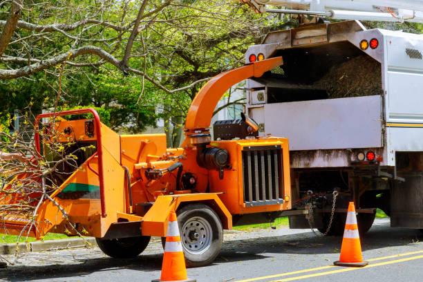 How Our Tree Care Process Works  in Atlantic Beach, FL